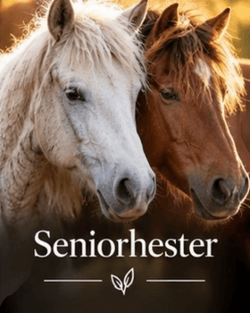 Hovedbilde Seniorhester