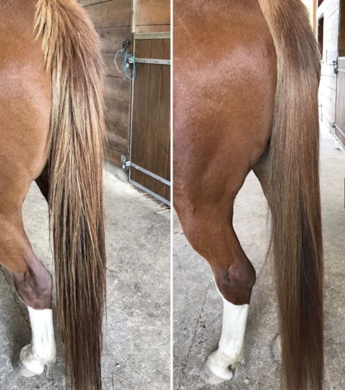 Nellumbo Detangeling Care for Horses